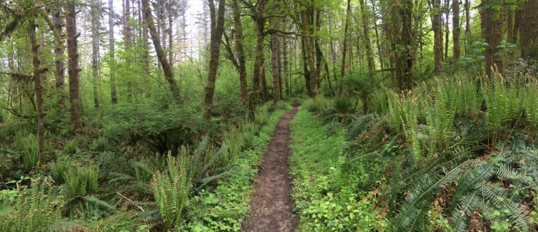 forest bike rides near me