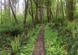 forest bike trails