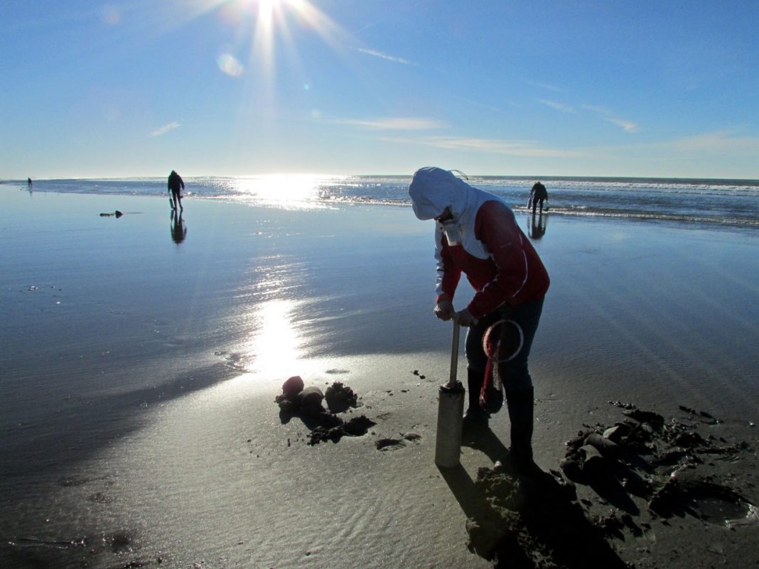 How to Clam Dig on the Washington Coast LewisTalkWA