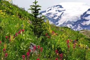 mount rainier wildflowers