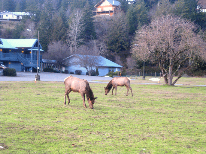 Elk hc lodging mount rainier lodging