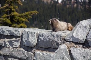 Mount Rainier Hoary Marmot
