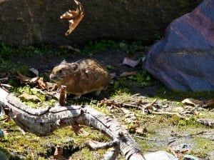 Mount Rainier Pikas