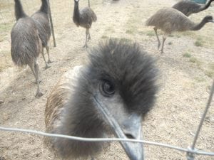 Juvenile Emu