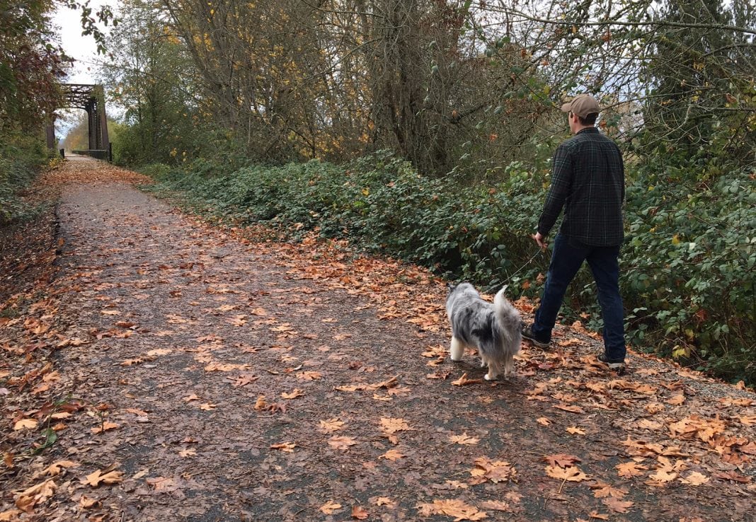 Dog Walks in Lewis County