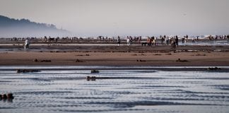 razor clam