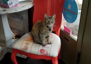 Pinot Meow