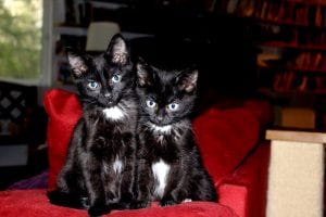 Kittens for adoption
