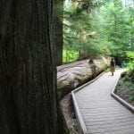 Grove of the Patriarchs