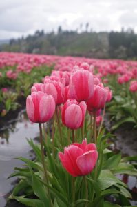 DeGoede Tulip Fields