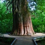 Grove of the Patriarchs