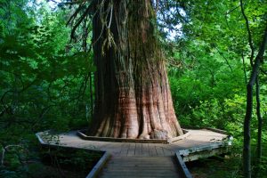 Grove of the Patriarchs