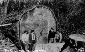 Morton Logging