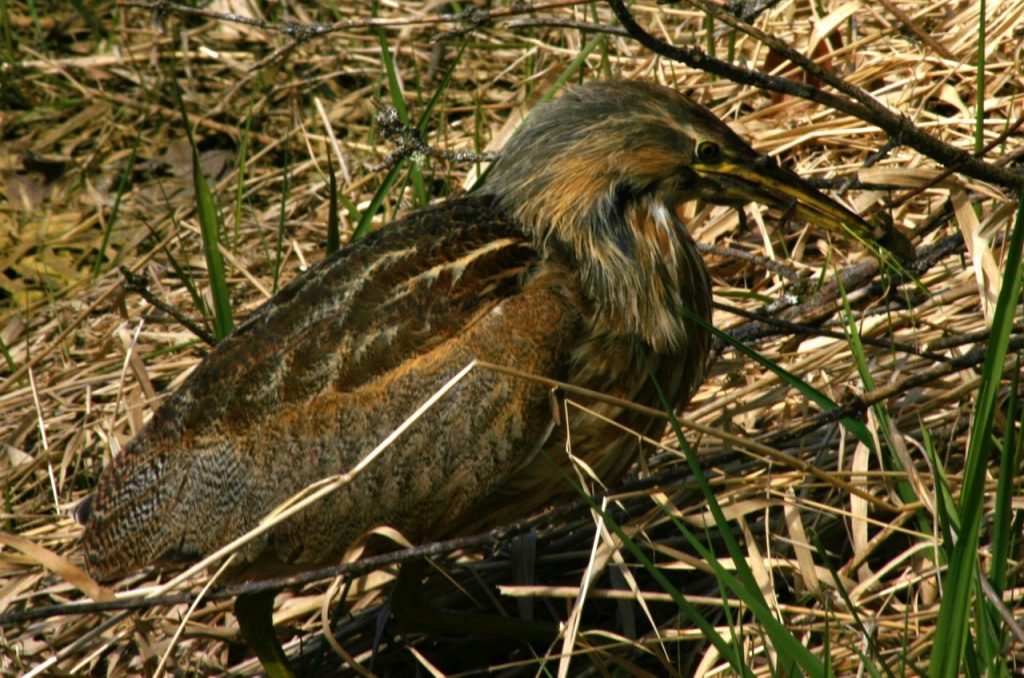 Lewis County Bird Watching