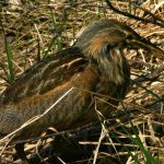 Lewis County Bird Watching American Bittern