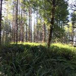 15b4bebc61fd3c—Lewis County Trails Peterman Ridge 3