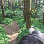 15b4bebd27a460—Lewis County Trails Peterman Ridge 5