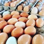 Eggs from Coffee Creek Community and Gardens