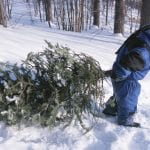 Christmas Tree Cutting Christmas Trees via USDA