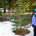 Christmas Tree Cutting via Michael McCullough