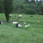 Field of Goats at Mt. Capra