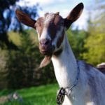 Mt. Capra-Goat in field at Mt Capra