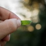 Leaf with Alicia Spalding