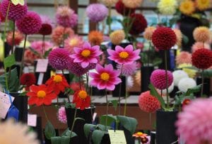 Tubers and Blooms: Dahlia Delights! @ Vernetta Smith Chehalis Timberland Library