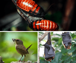 First Friday Night: Bugs, Birds & Bats @ Hands On Children's Museum