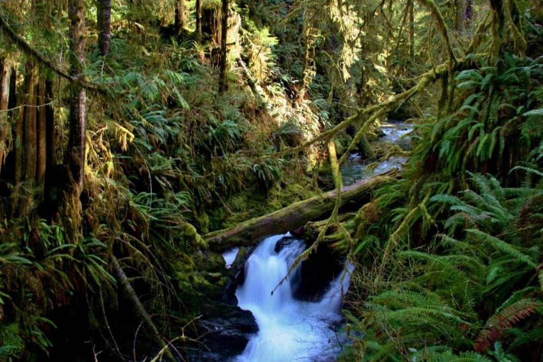 Quinault Rain Forest