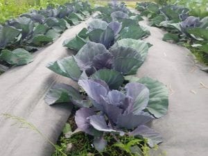 Victory Garden