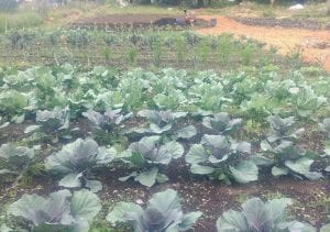 Victory Garden