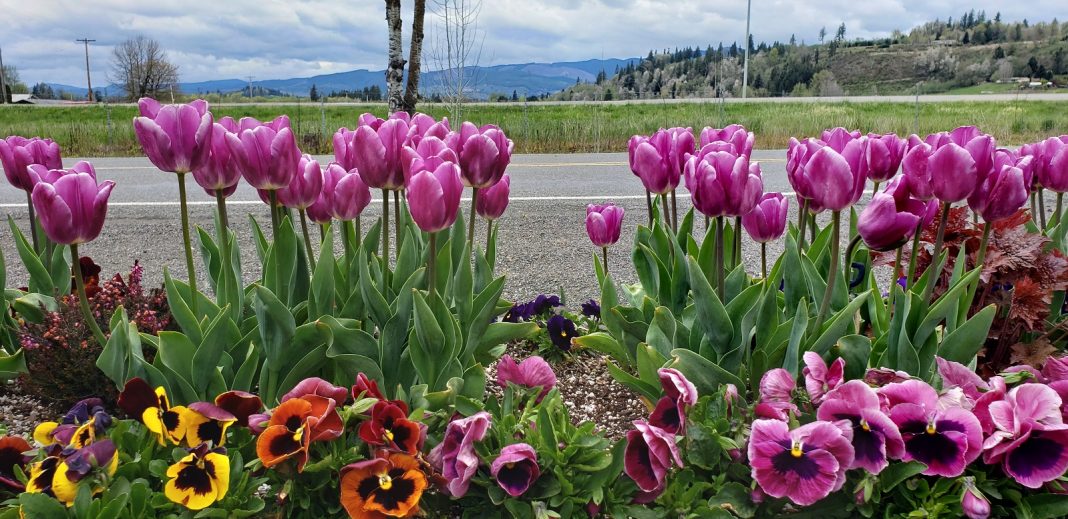 Mossyrock Garden Tulips