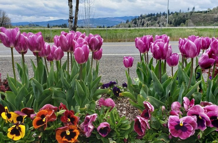 Mossyrock Garden Tulips