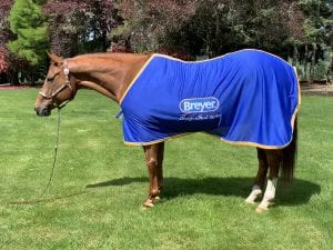 Meet Checkers the Newest Breyer Model Horse @ Bolender Horse Park