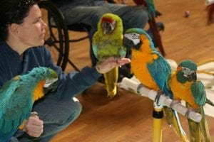 Parrot Ambassadors @ Hands On Children's Museum