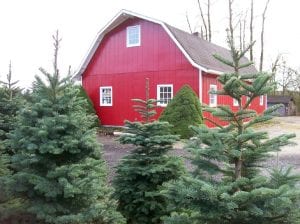 Lewis County Christmas Trees