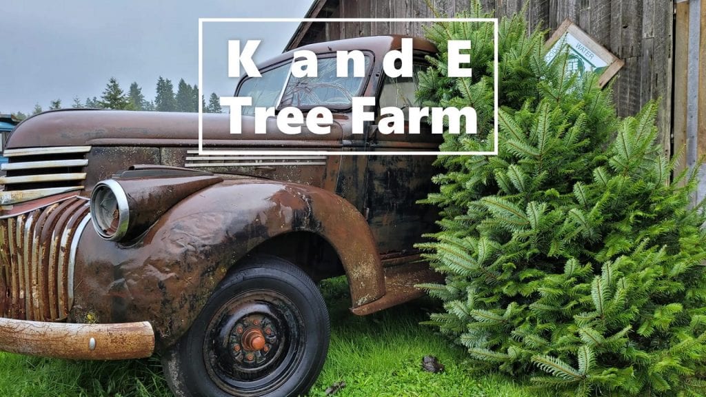 Lewis County Christmas Trees