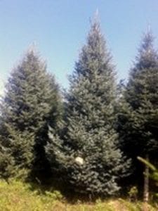 Lewis County Christmas Trees