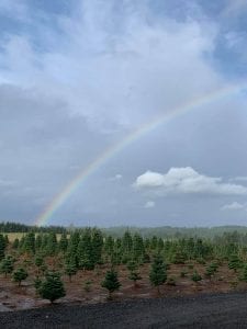 Lewis County Christmas Trees