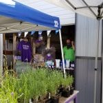 Cowlitz Falls Lavender Company