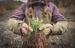 Earth Day Work Party at Borst Park @ Fort Borst Park