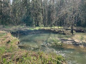 Lewis County Stream Team Tree Planting