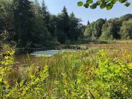 Nisqually Wildlife Refuge’s Norm Dicks Visitor Center has access to the swamps right behind it, with mounted binoculars available for anyone to use, which make spotting turtles easier. Photo credit: Clare Kondrat