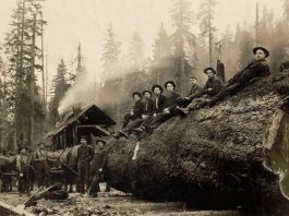 Lewis County logging