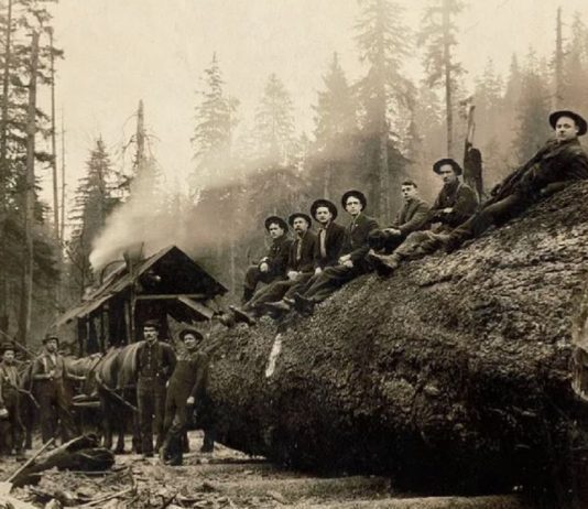Lewis County logging