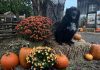 Centralia Chehalis Lewis County Pumpkin Patches