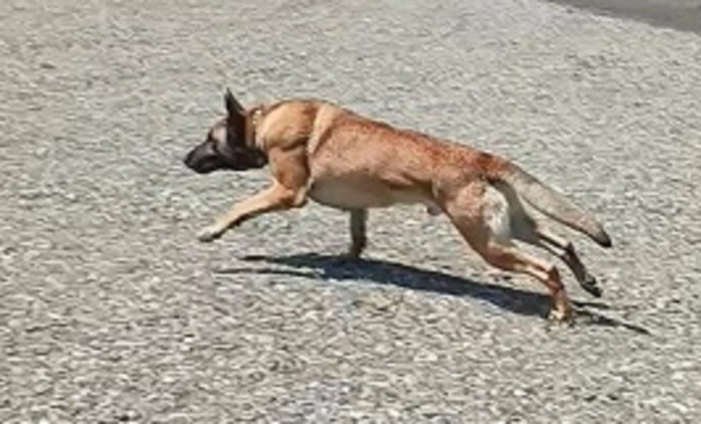 Centralia Police Department K-9 Association
