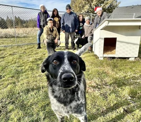 Fences for Fido in Lewis County