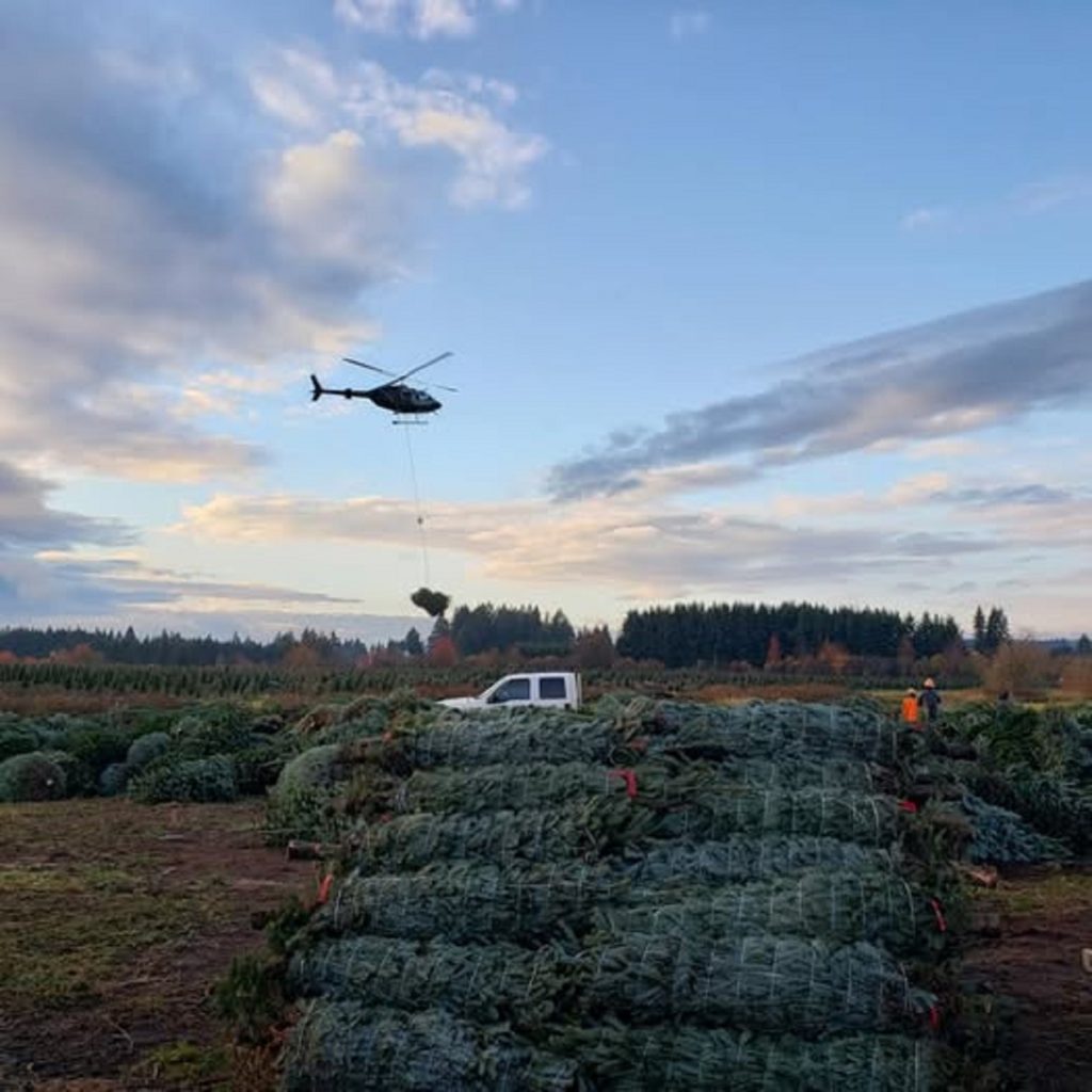 Lewis County tree farmers